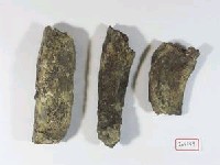 藏品(肋骨)的圖片